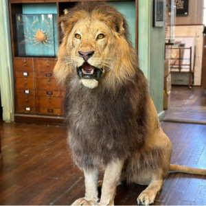 african lion mount.webp