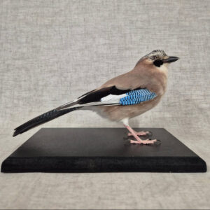 bird mount