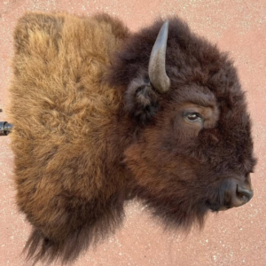 buffalo mount.webp