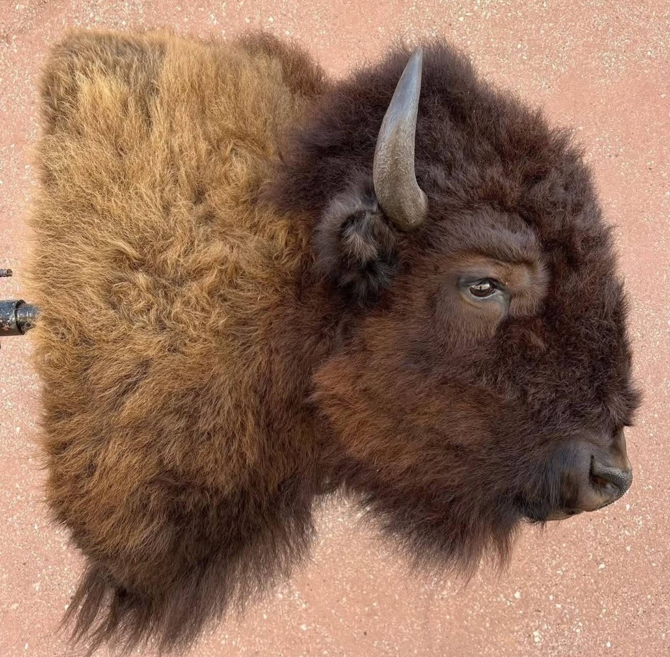 Bison Half Mount – Museum-Quality Western Display - Ever Trophy Store