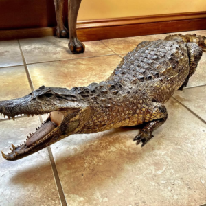 crocodile .webp