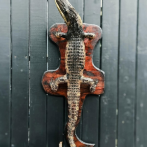 full aligator mount.webp