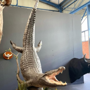 full crocodile mount.webp