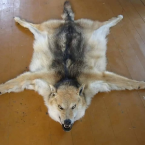 full skin fur.webp