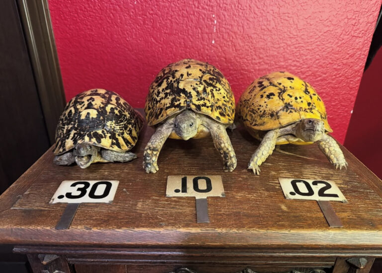 home page taxidermy