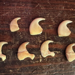 home page african lion claws