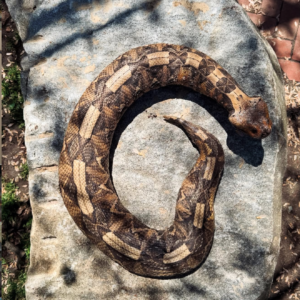 massive garbon viper.webp