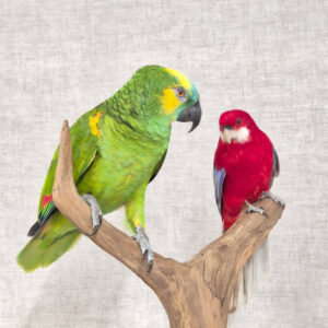bird mount