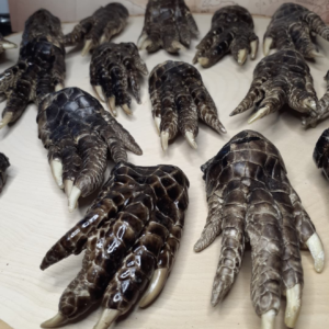 alligator hands z2.webp