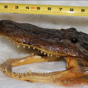 alligator head z3.webp