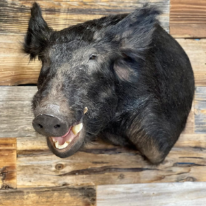 bush pig e17.webp