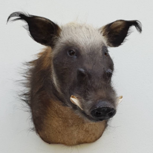 bush pig e8.webp