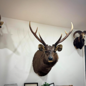deer heard x6.webp