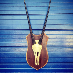 gemsbok oryx horn z11.webp