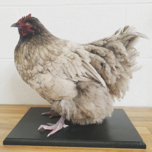hen mount e4.webp
