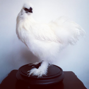 hen mount e5.webp