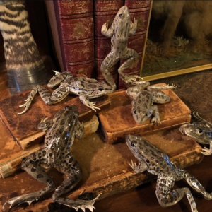 leopard frogs y6.webp