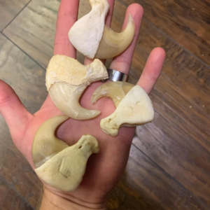 lion claws x3.webp
