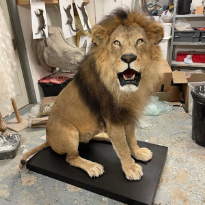 lion mount x2.webp