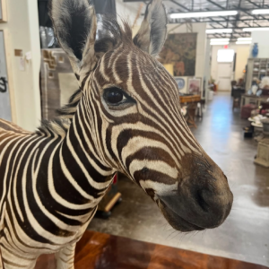 zebra mount x5.webp