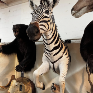 zebra mount x7.webp