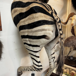 zebra mount x6.webp