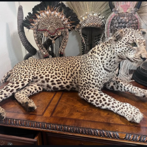 leopard mounty7.webp