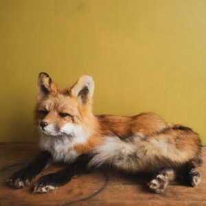 red fox bb2